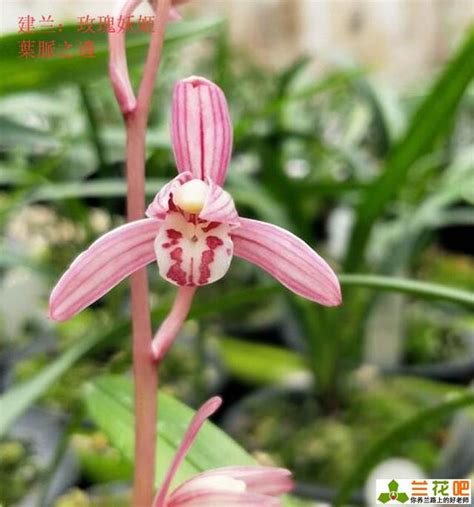 蘭花養殖|蘭花養殖指南：環境、植料、澆水等要點剖析